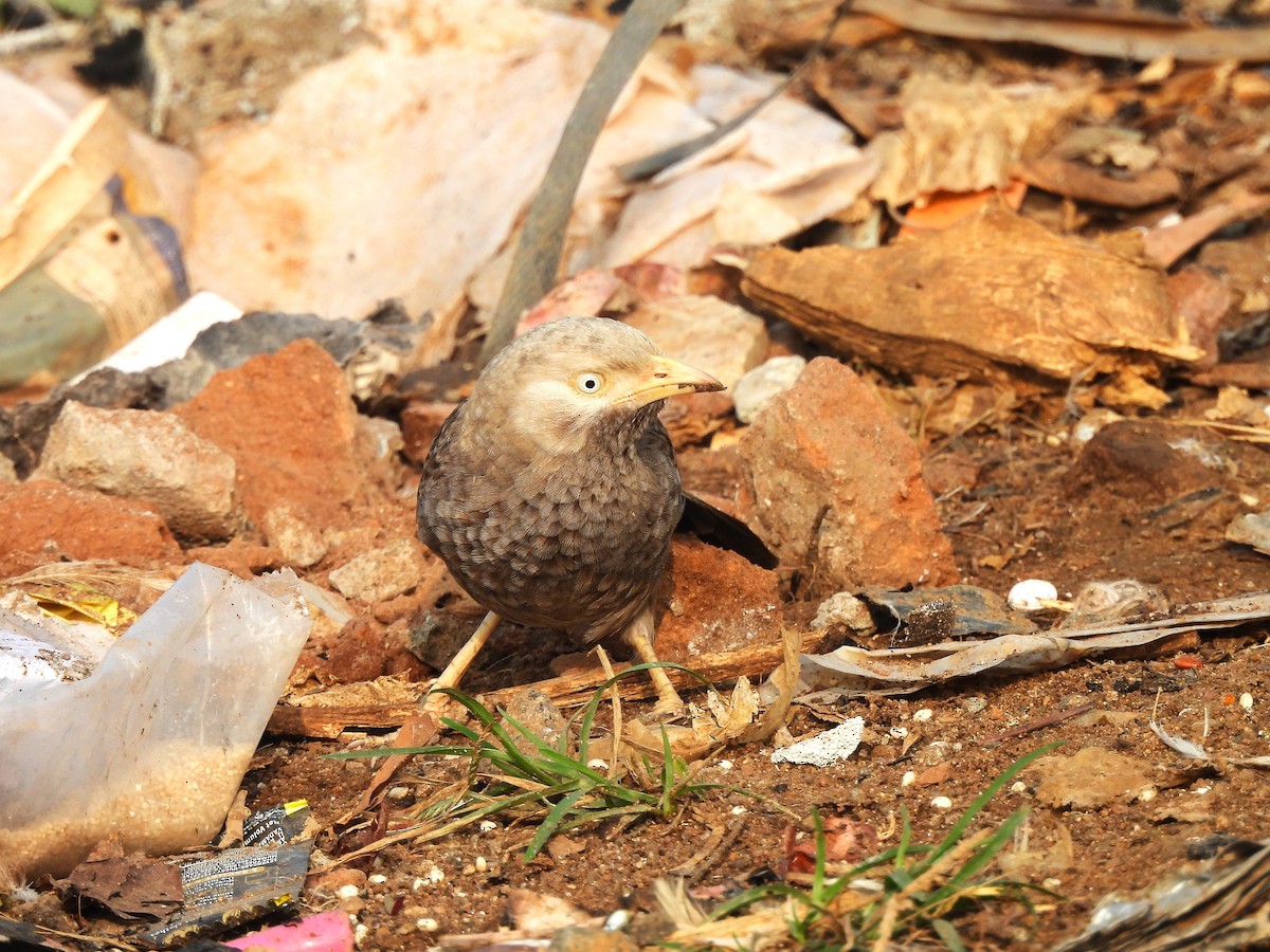 Yellow-billed Babbler - ML647686997