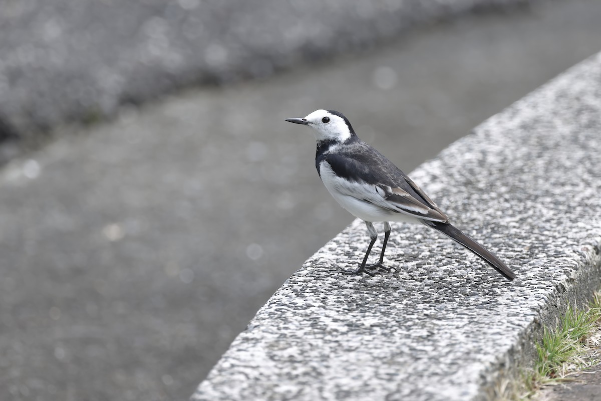 White Wagtail (Chinese) - ML647687008