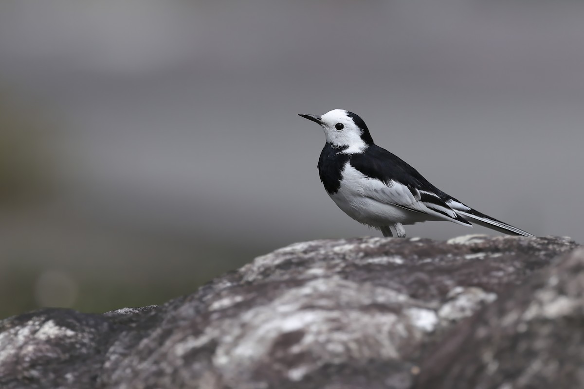 White Wagtail (Chinese) - ML647687023