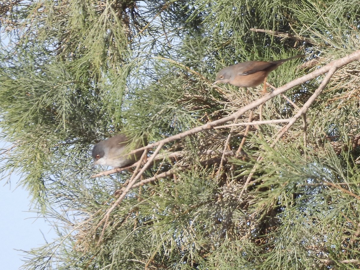 Sardinian Warbler - ML647687057