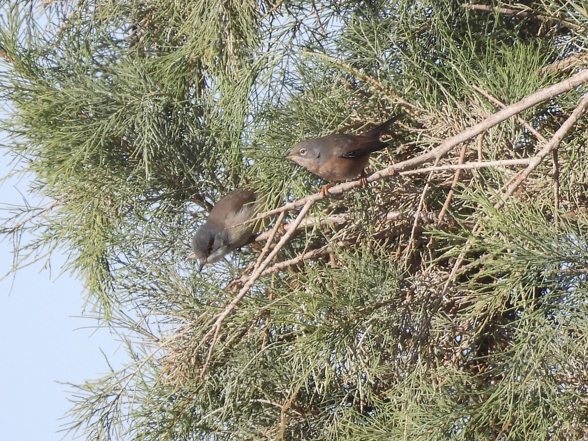 Sardinian Warbler - ML647687058