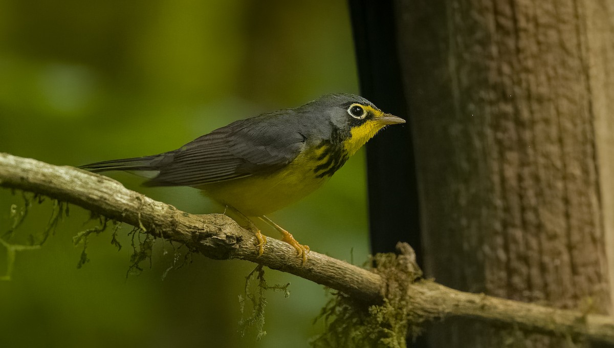 Канадская вильсония - ML647687059