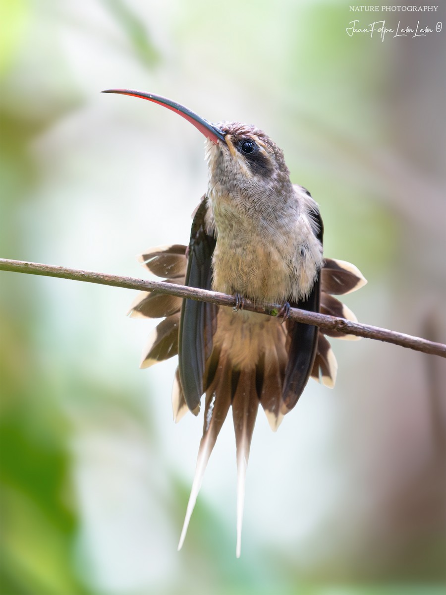Great-billed Hermit (Margaretta's) - ML647687071