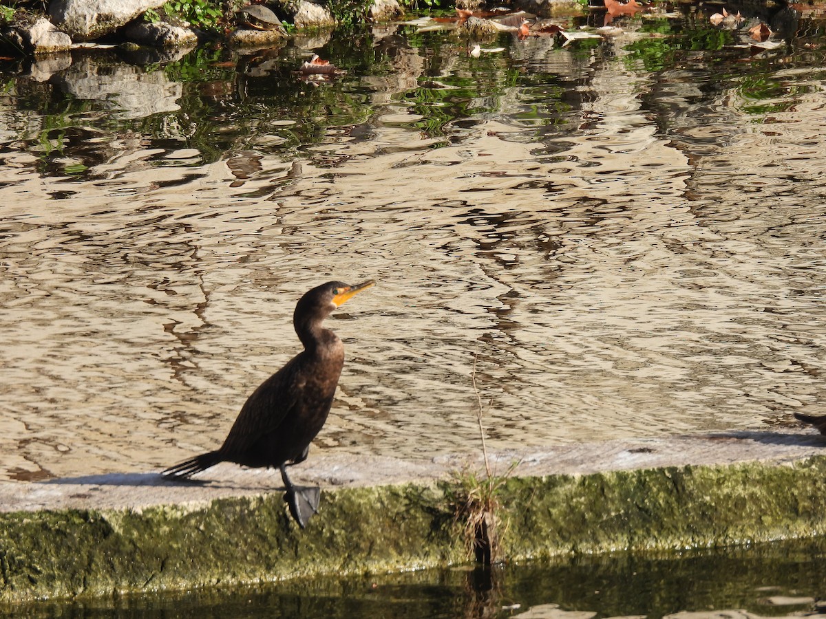 Double-crested Cormorant - ML647687081