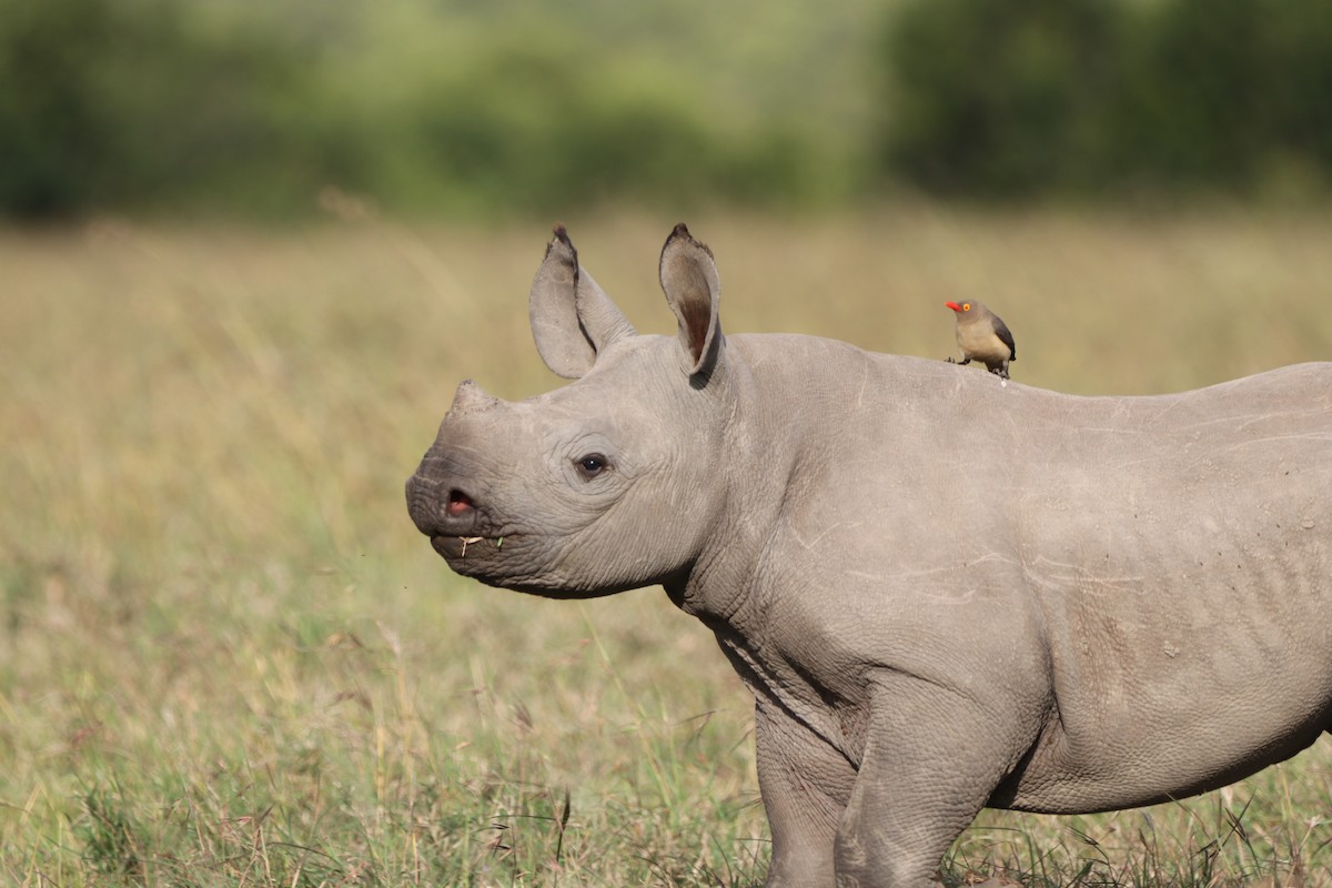 rødnebboksehakker - ML647687090