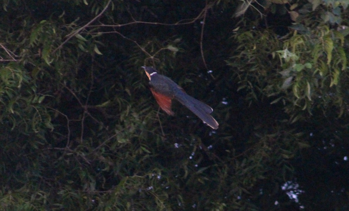 Chestnut-winged Cuckoo - ML647687093