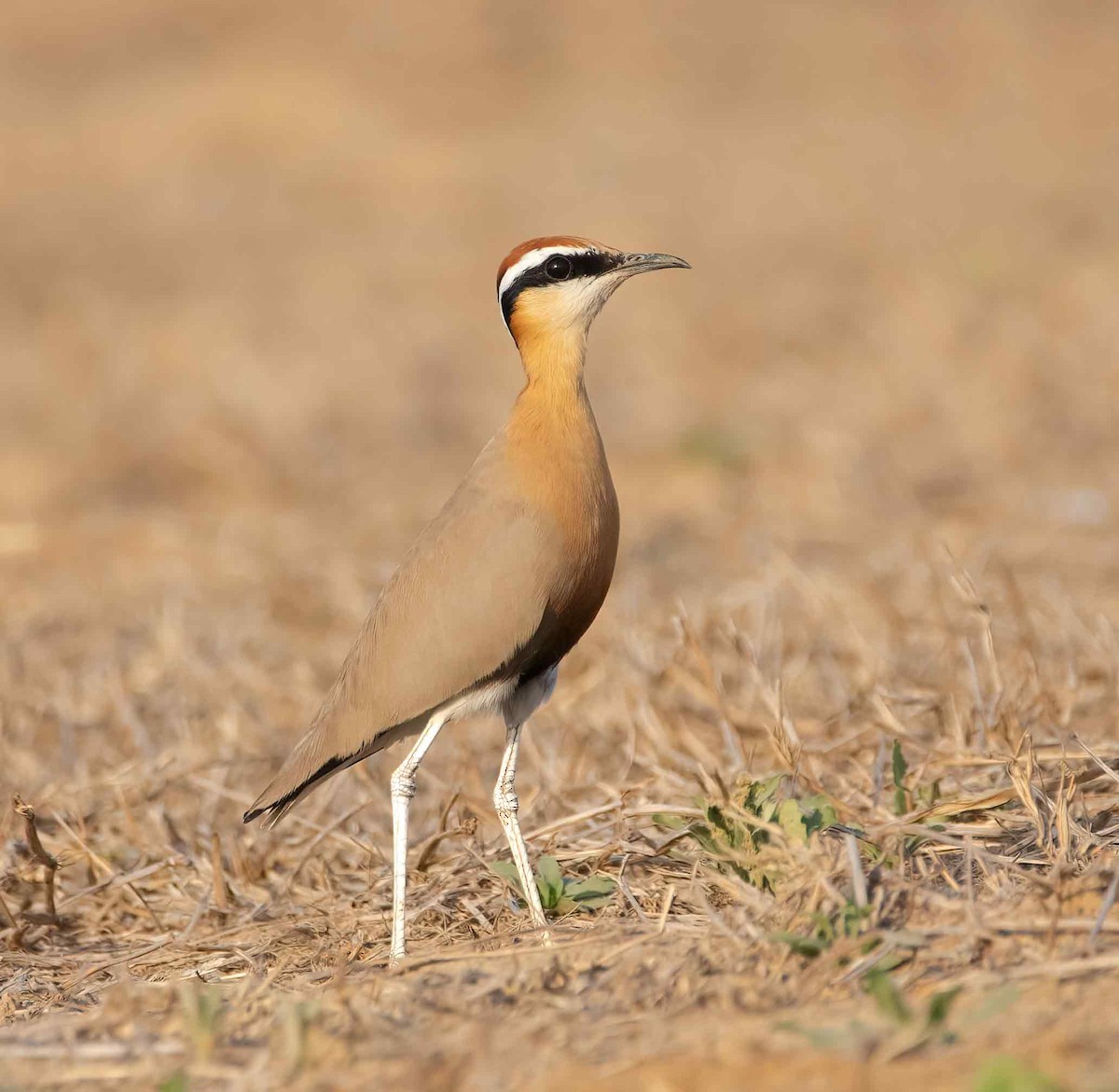 Indian Courser - ML647687118
