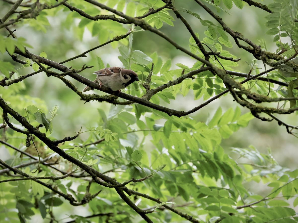 Gorrión Molinero - ML647687137