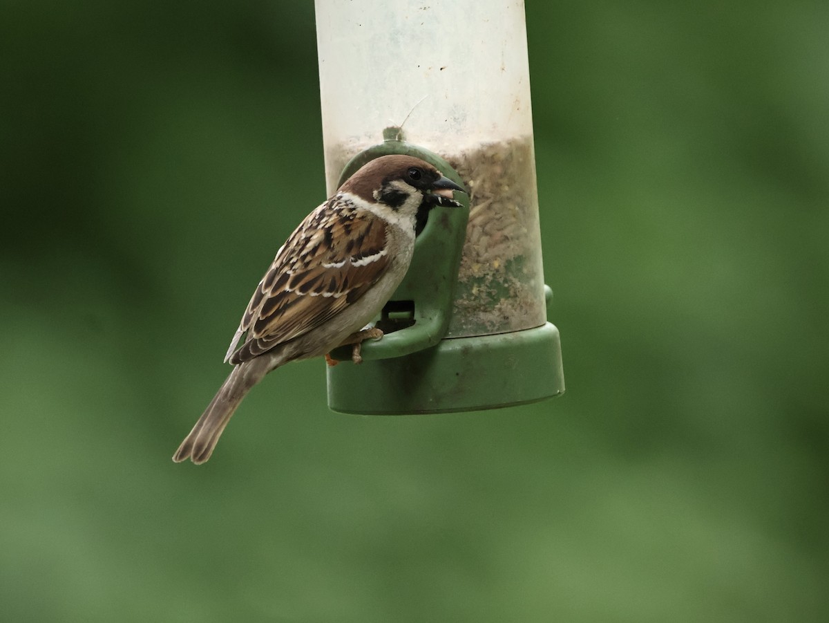 Gorrión Molinero - ML647687138