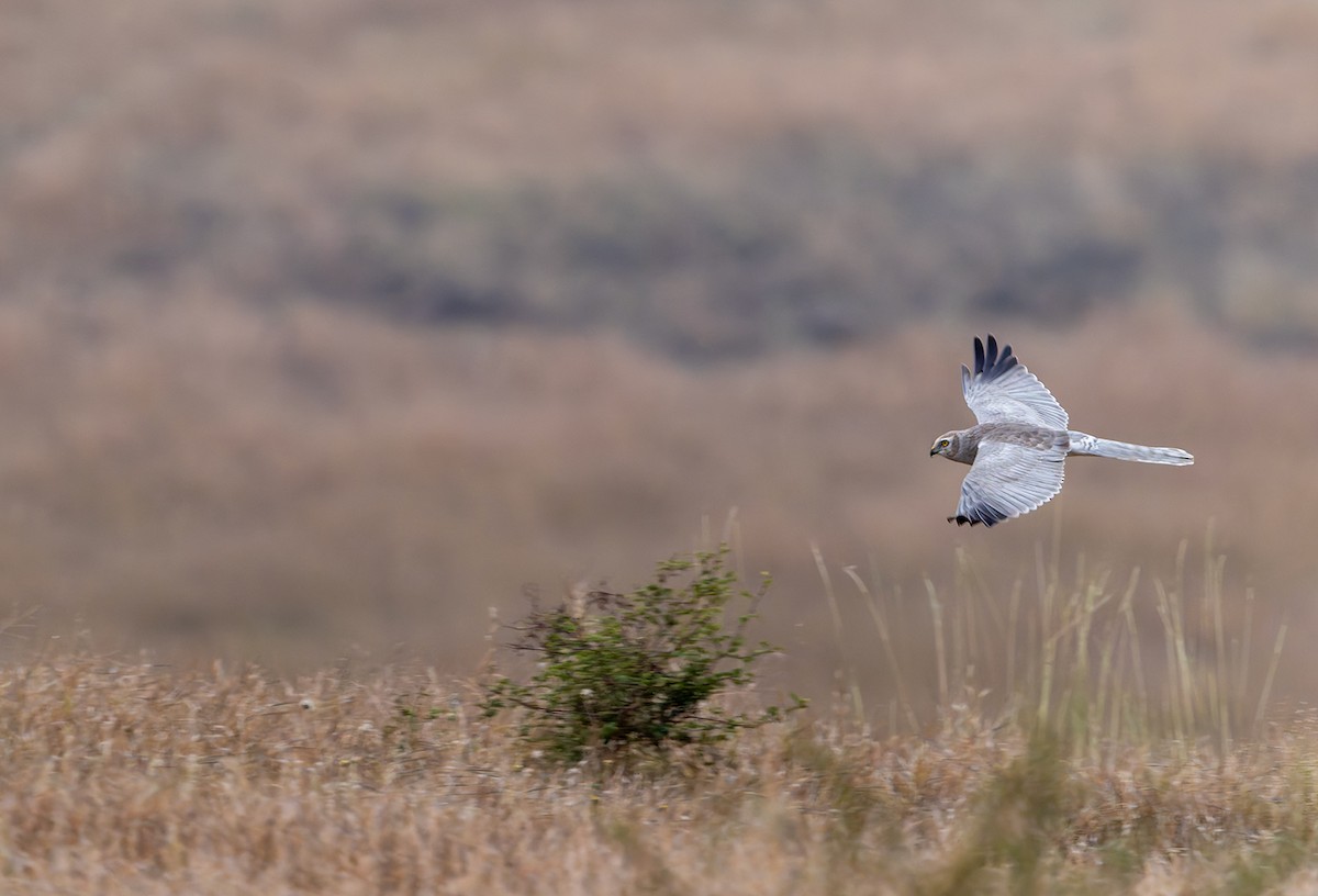 Aguilucho Papialbo - ML647687147