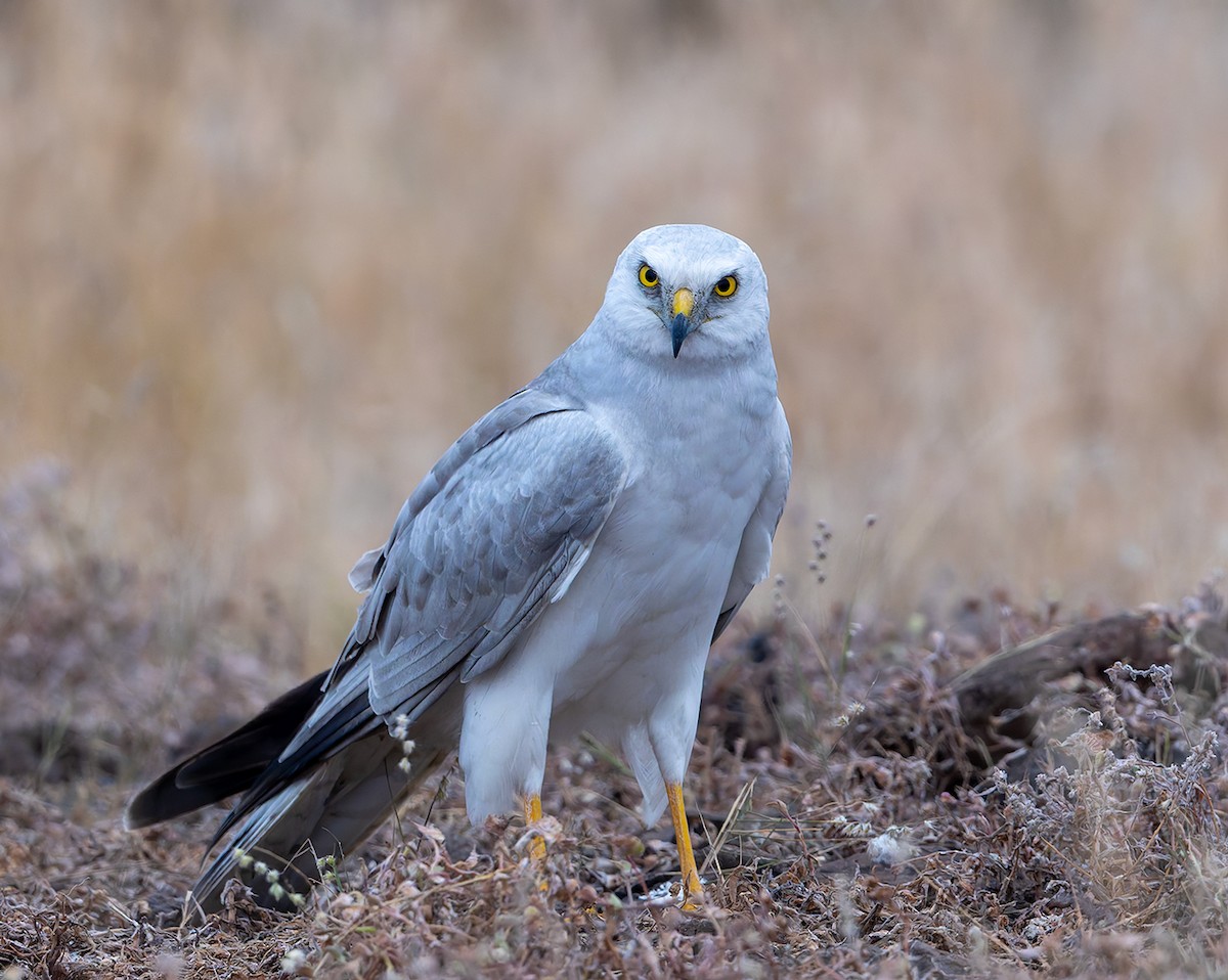 Aguilucho Papialbo - ML647687149