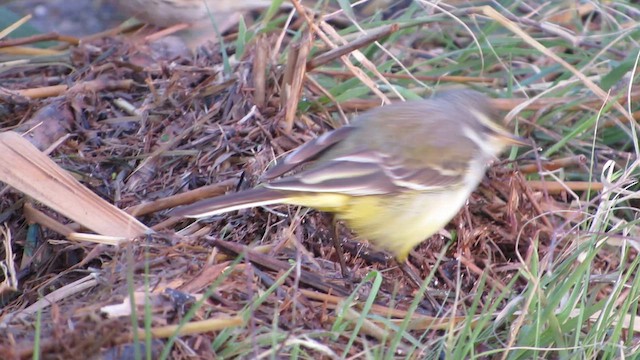 נחליאלי צהוב - ML647687182