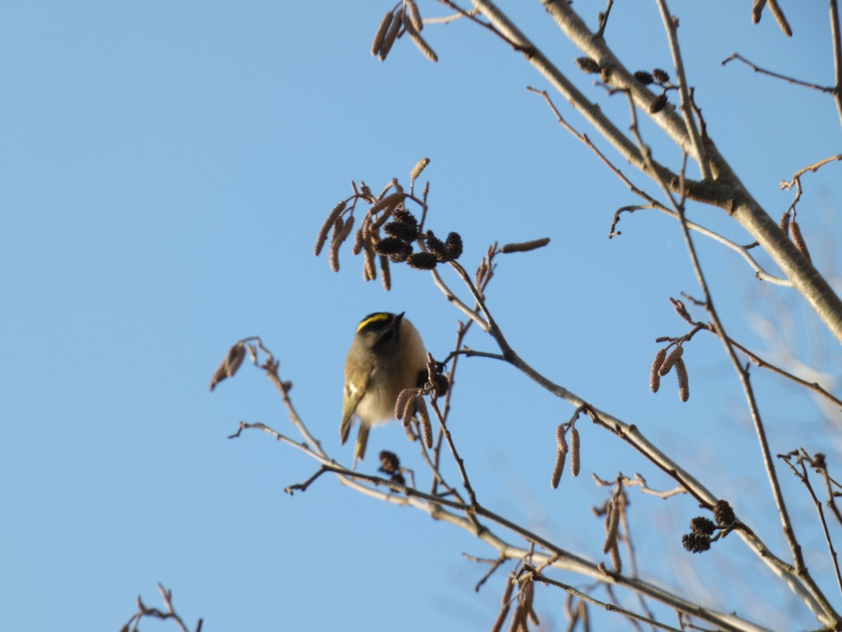 Golden-crowned Kinglet - ML647687218