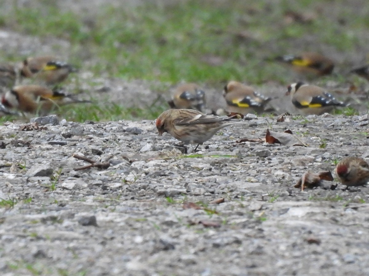 Pardillo Sizerín (alpino) - ML647687222