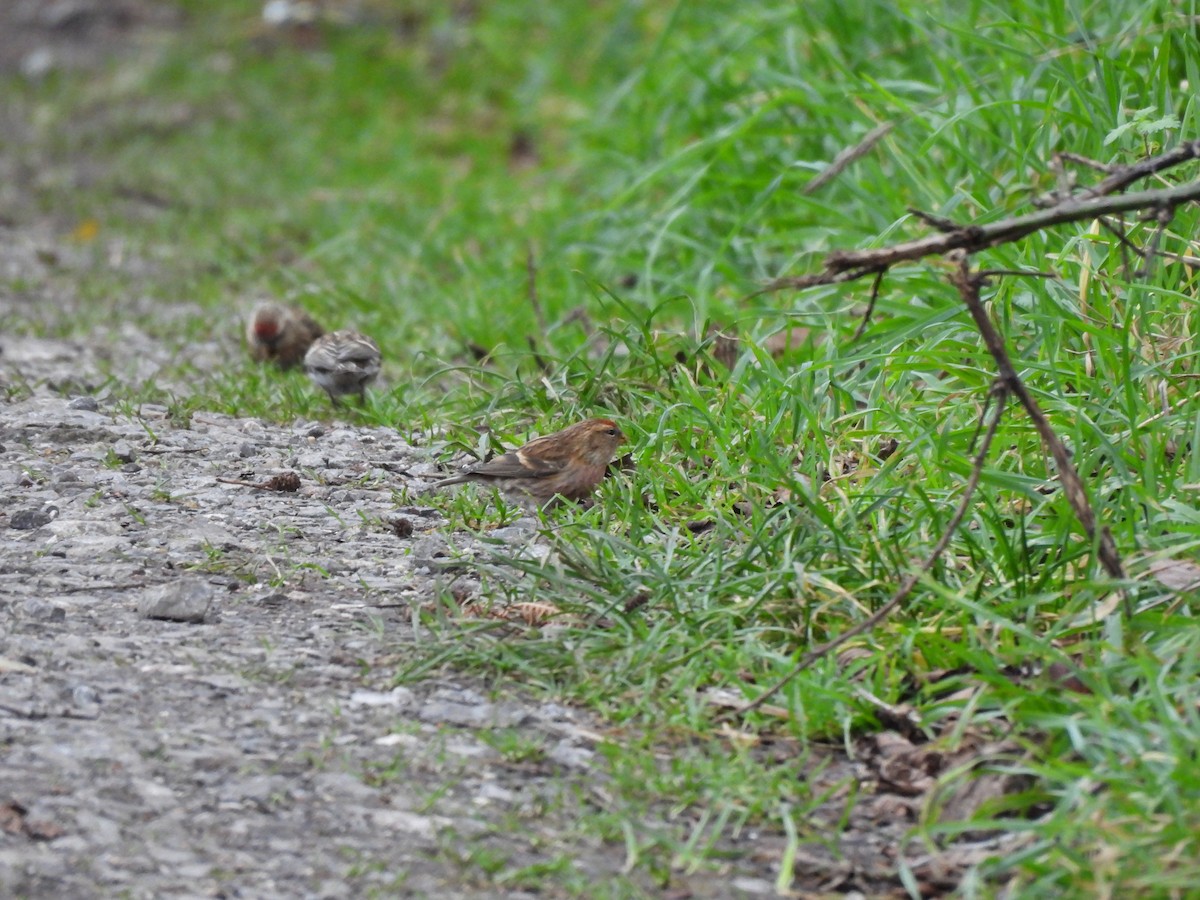 Pardillo Sizerín (alpino) - ML647687230