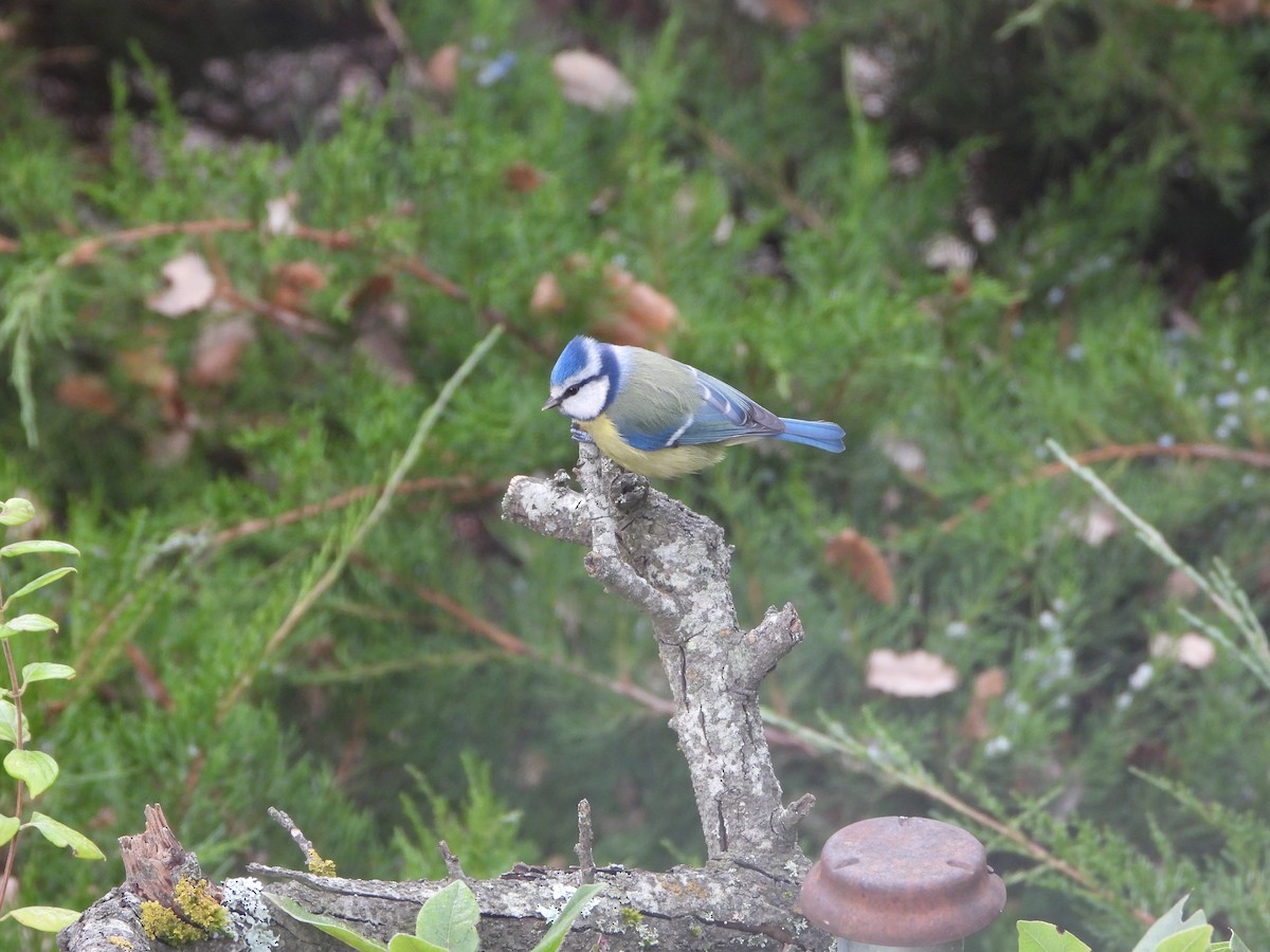 Herrerillo Común - ML647687279