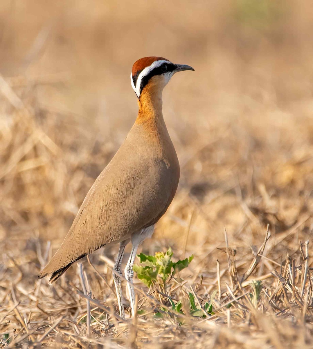 Indian Courser - ML647687286