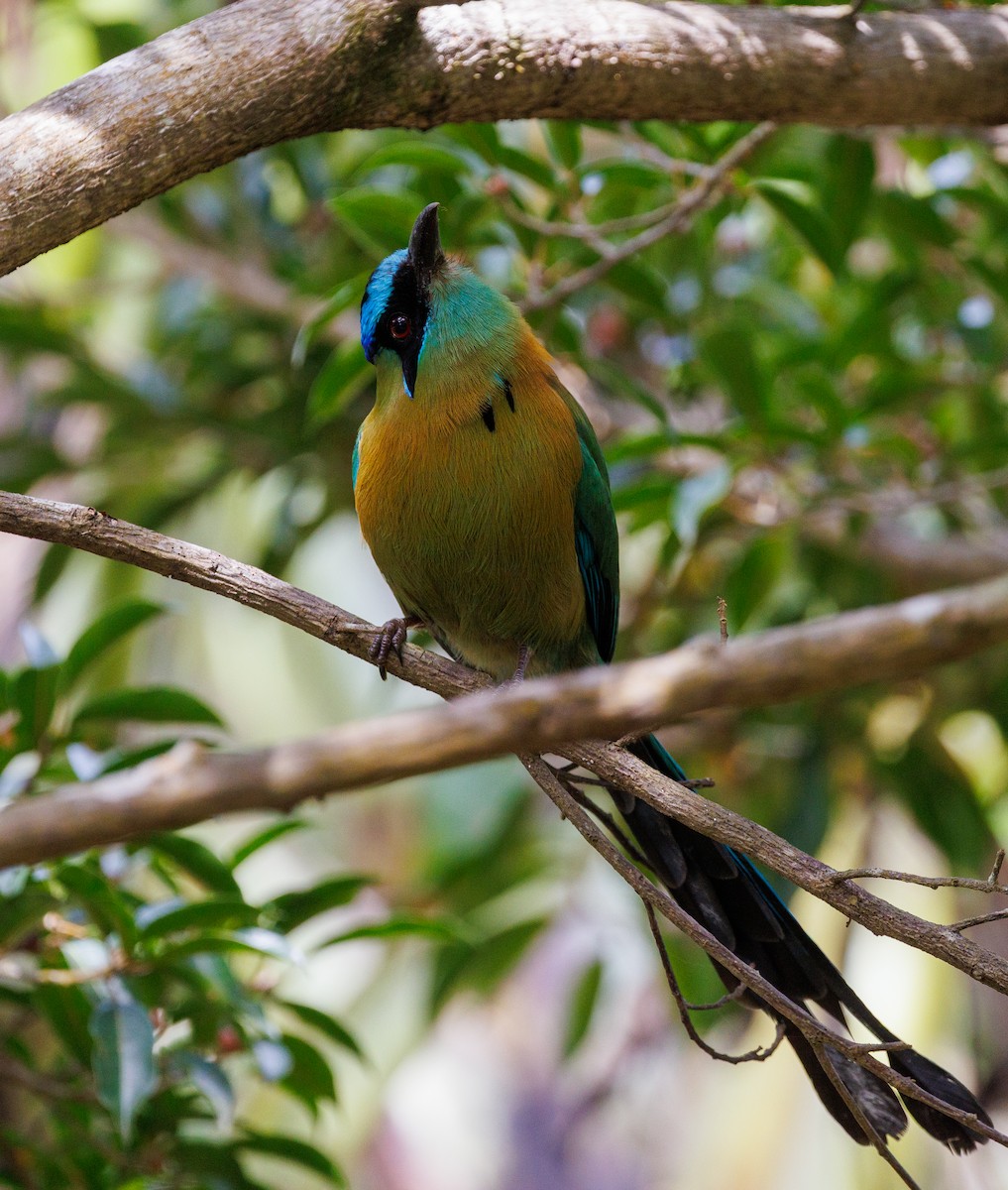 Lesson's Motmot - ML647687299