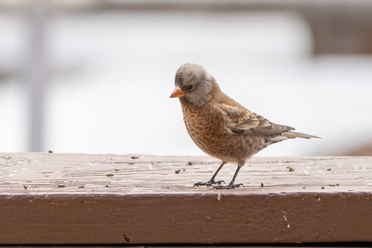 Gray-crowned Rosy-Finch (Hepburn's) - ML647687301