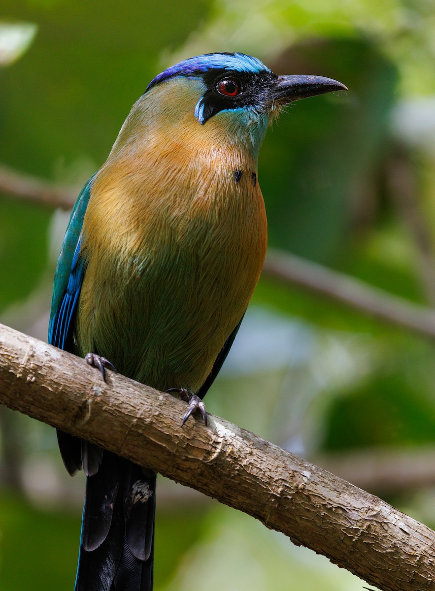 Lesson's Motmot - ML647687302