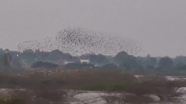 זרזיר ארבה - ML647687309