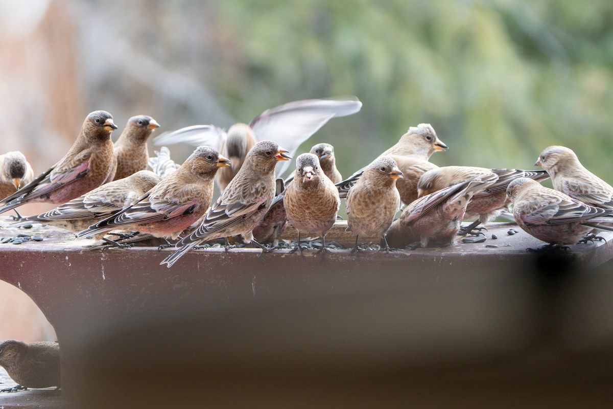 Brown-capped Rosy-Finch - ML647687316