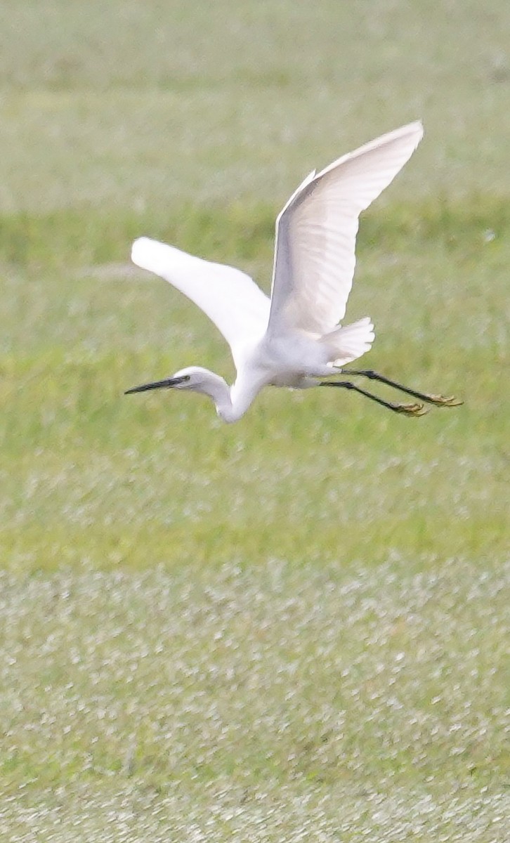 Medium Egret - ML647687319