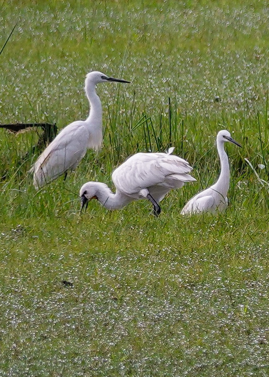 Medium Egret - ML647687320