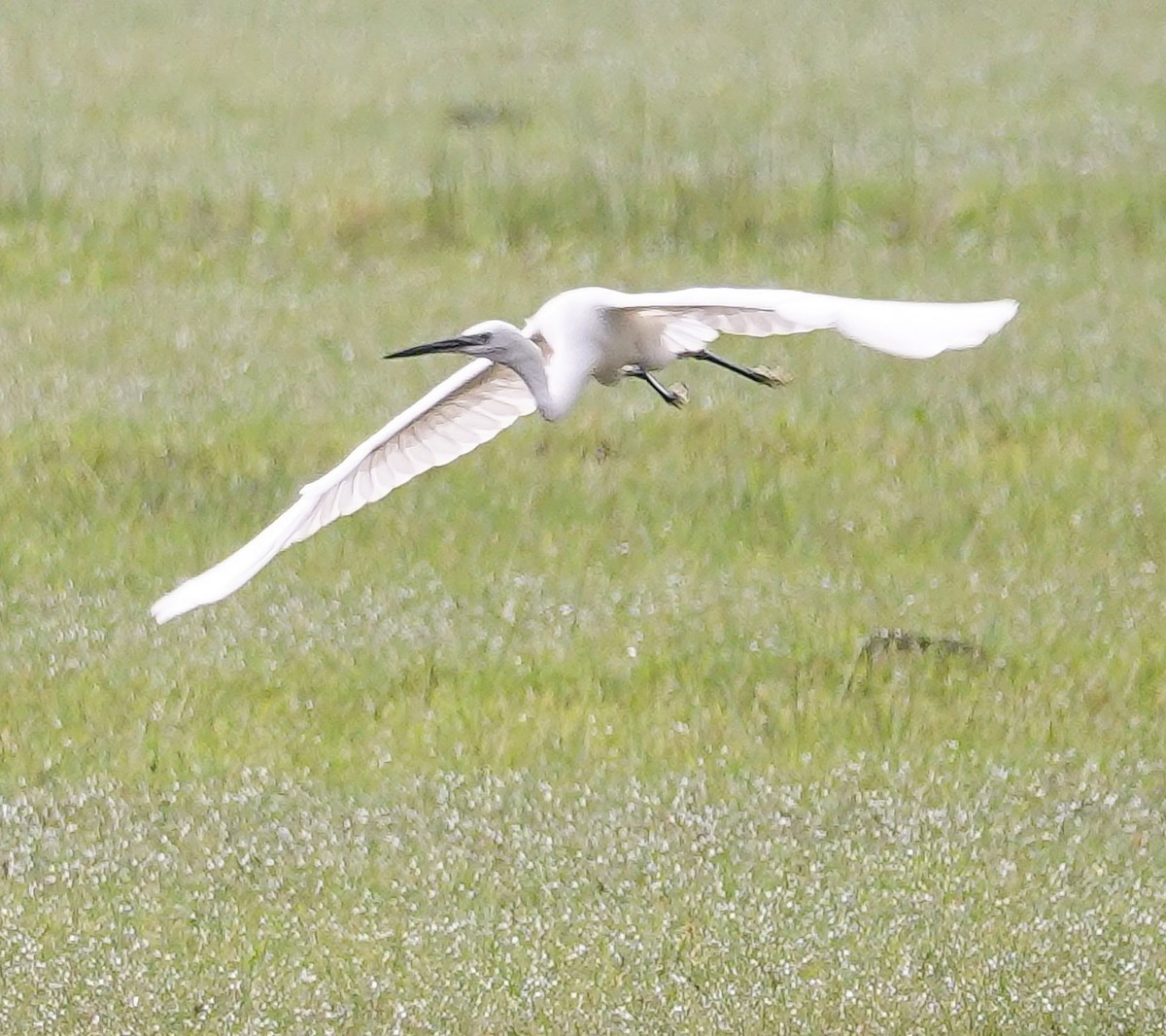 Medium Egret - ML647687321