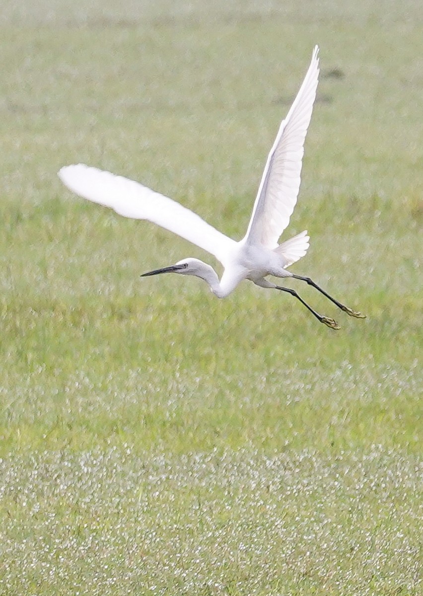 Medium Egret - ML647687322