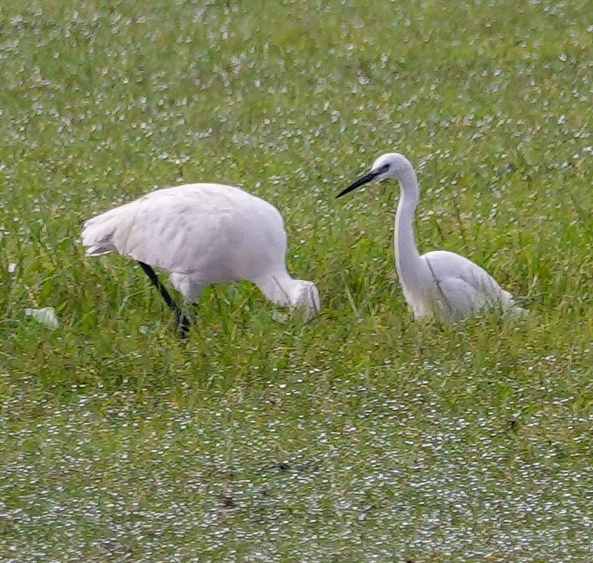 Medium Egret - ML647687323