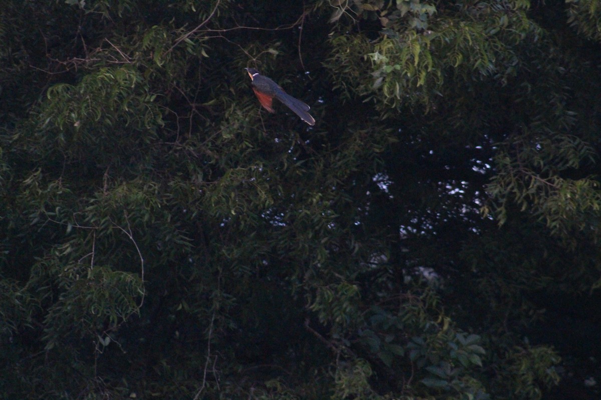 Chestnut-winged Cuckoo - ML647687325