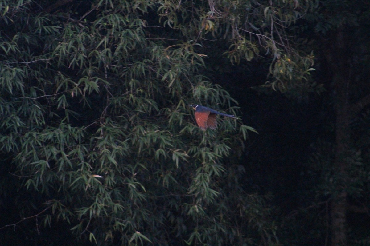 Chestnut-winged Cuckoo - ML647687326