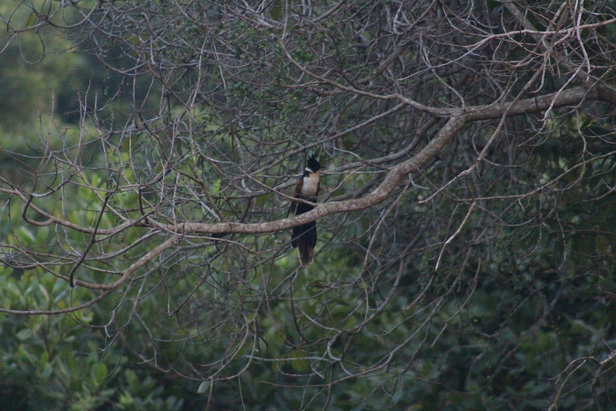 Chestnut-winged Cuckoo - ML647687327