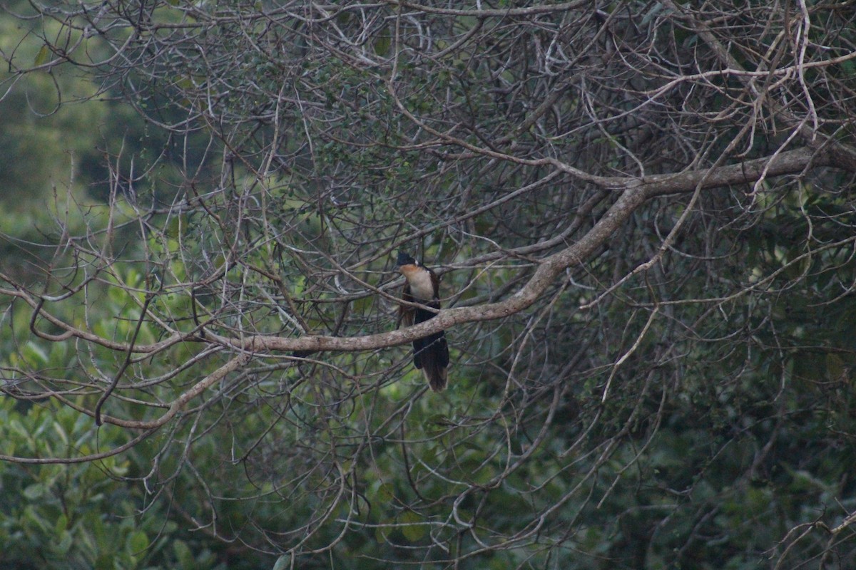 Chestnut-winged Cuckoo - ML647687328