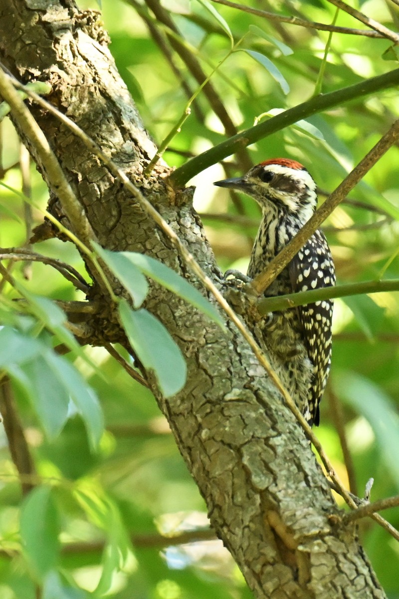Checkered Woodpecker - ML647687330