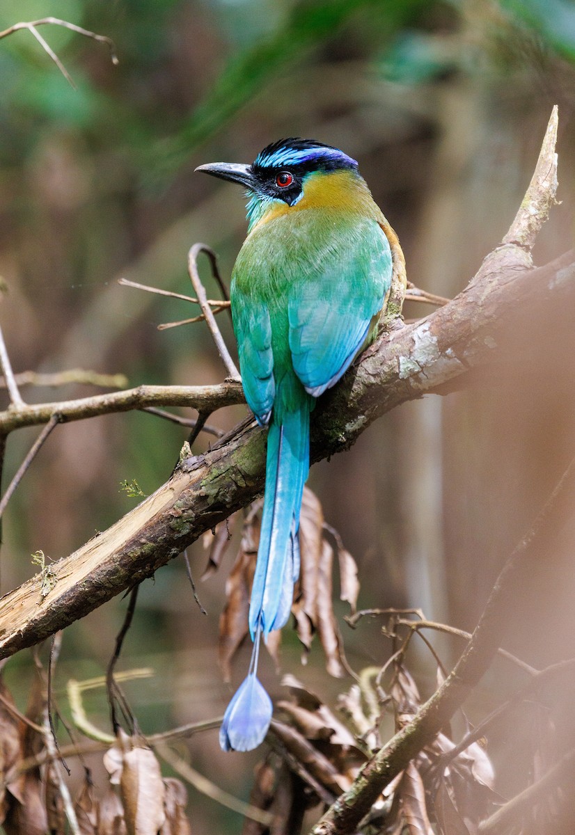 Lesson's Motmot - ML647687334