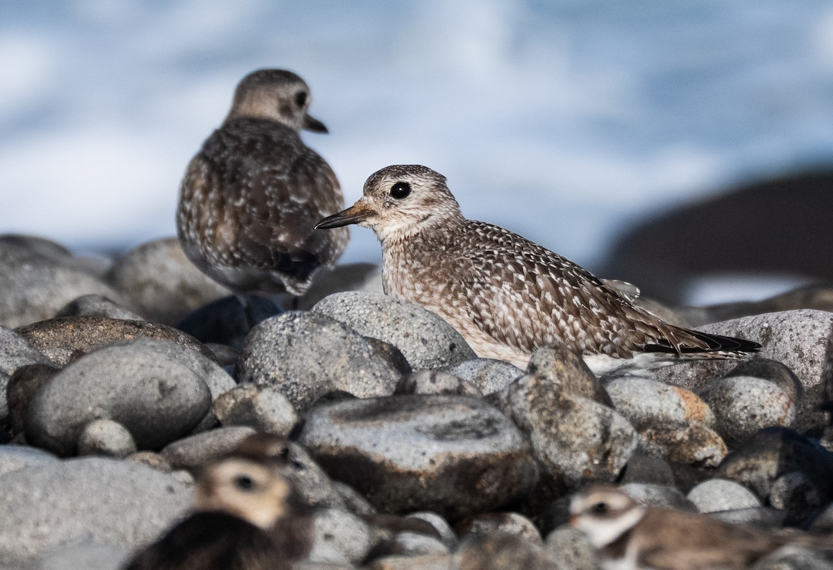 Black-bellied Plover - ML647687335