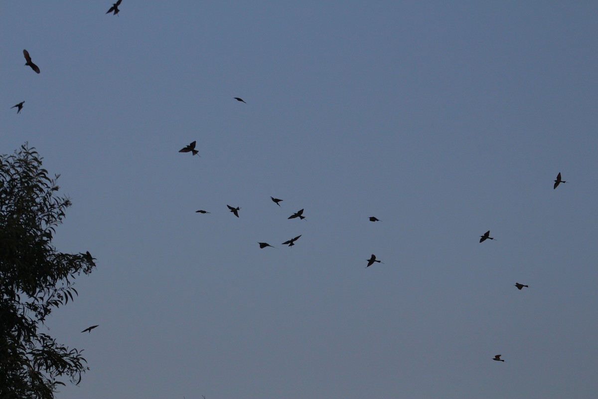 Asian Green Bee-eater - ML647687336