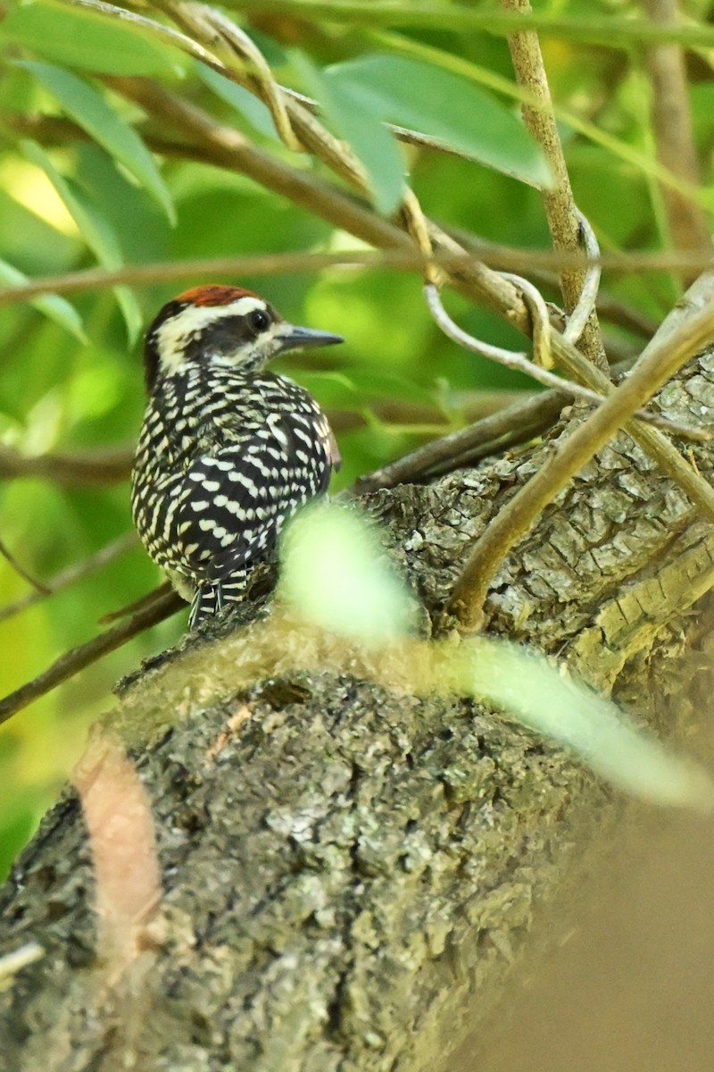 Checkered Woodpecker - ML647687337