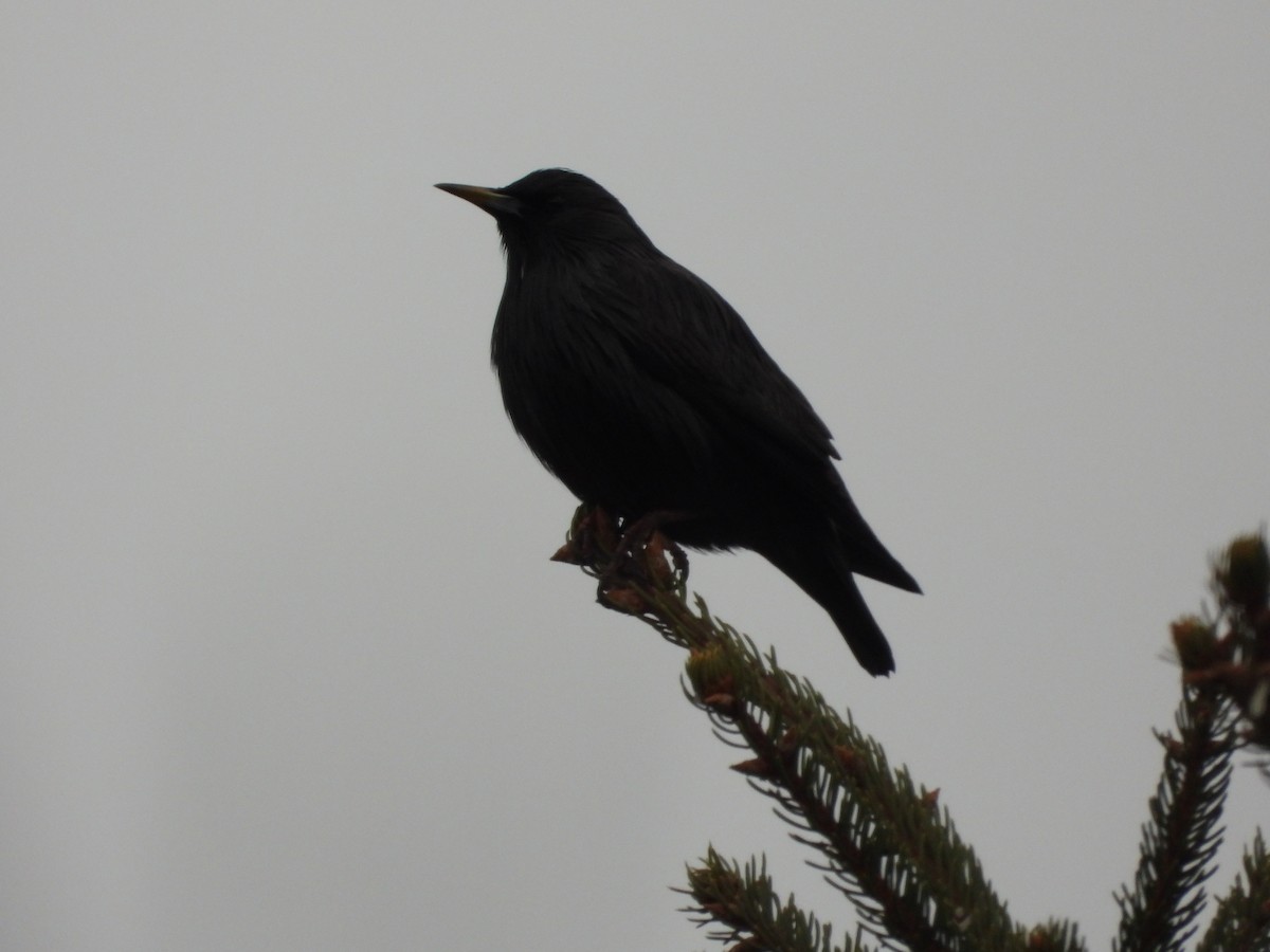 Spotless Starling - ML647687339