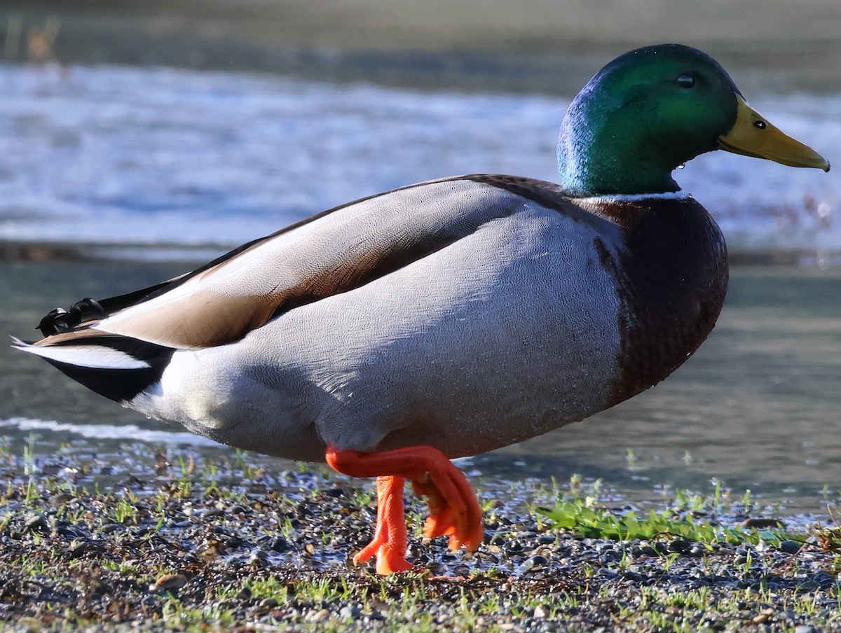 Mallard - ML647687340
