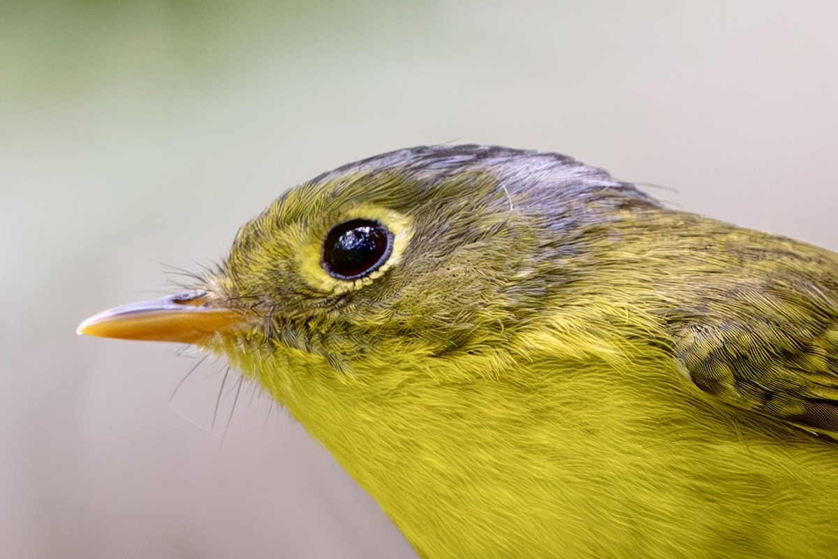 White-spectacled Warbler - ML647687341