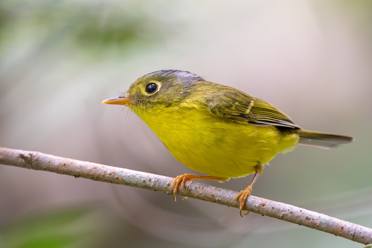 White-spectacled Warbler - ML647687342