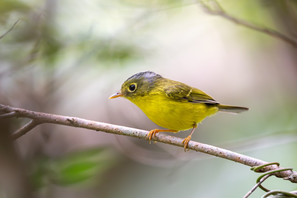 White-spectacled Warbler - ML647687343