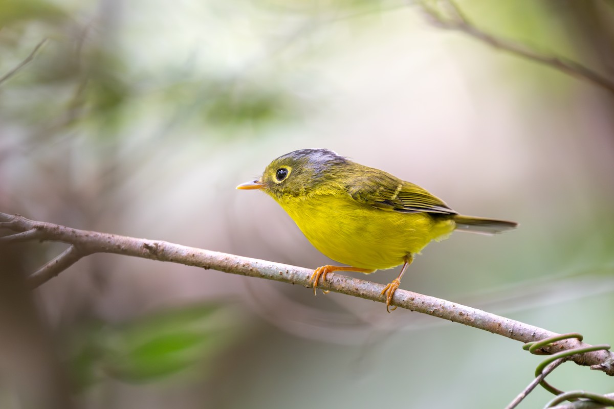 White-spectacled Warbler - ML647687344