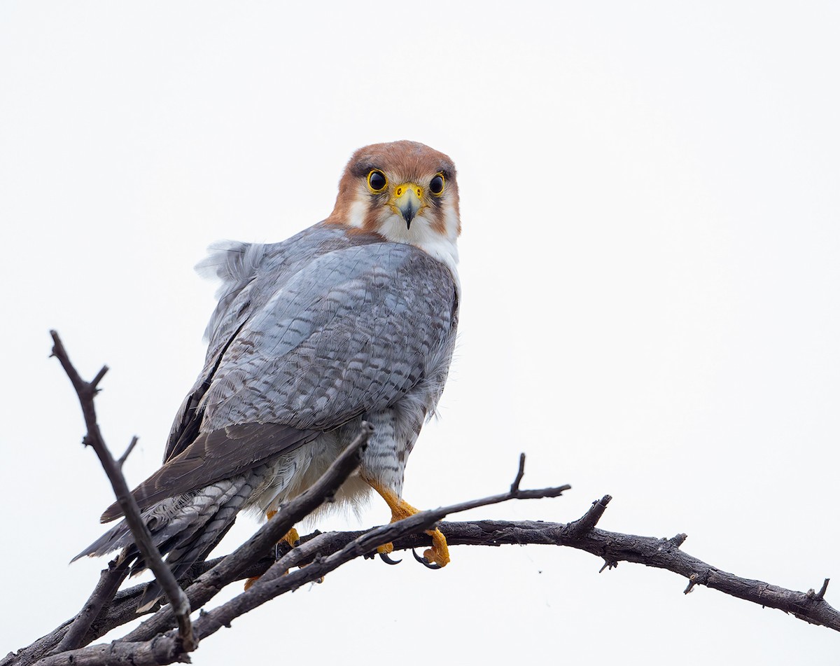 Red-necked Falcon - ML647687346