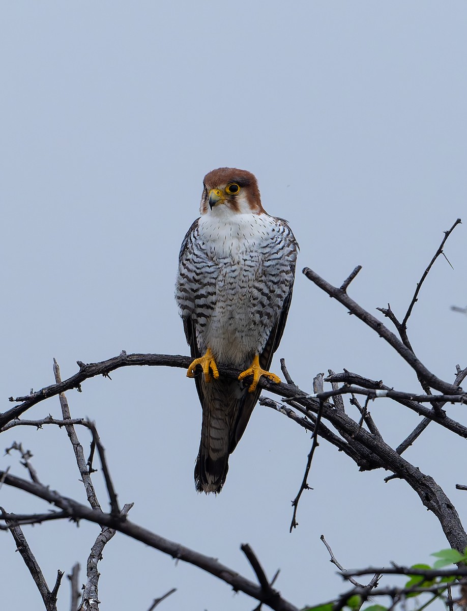 Red-necked Falcon - ML647687347