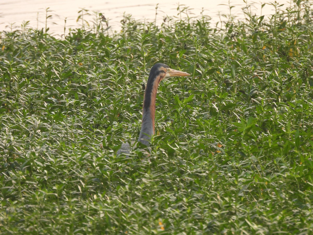 Purple Heron - ML647687348