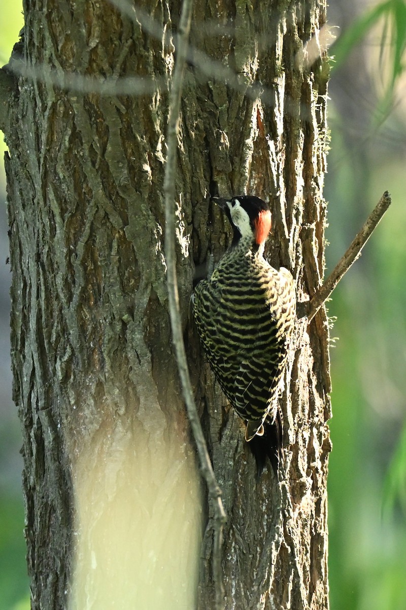 Green-barred Woodpecker - ML647687349